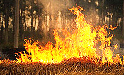 ����Ч��