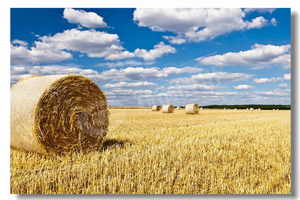 ȼ����¯����ʪ��ʽ¯��ṹ��ʲô���ƣ�����������