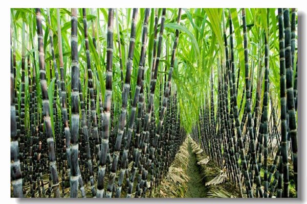 ȼ����¯����ǰΪʲôҪ����ˮѹ���飿����������