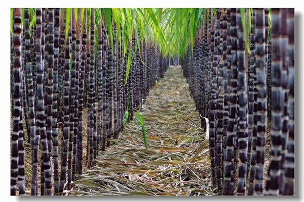 ѭ����������¯�Ļ����ص���ʲô��������������