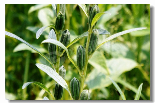 ѭ����������¯���д��ȹ�������Щ������������